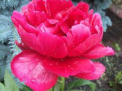 peony14 (31)